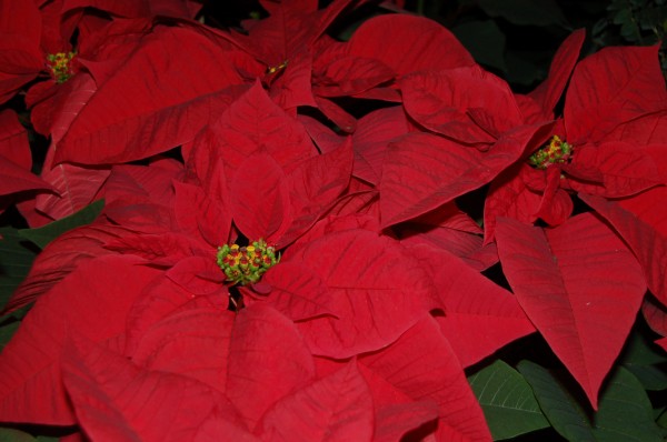 longwood gardens poinsettias