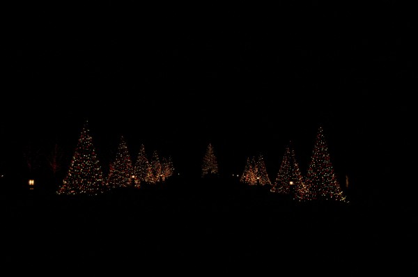 lighted trees on a path