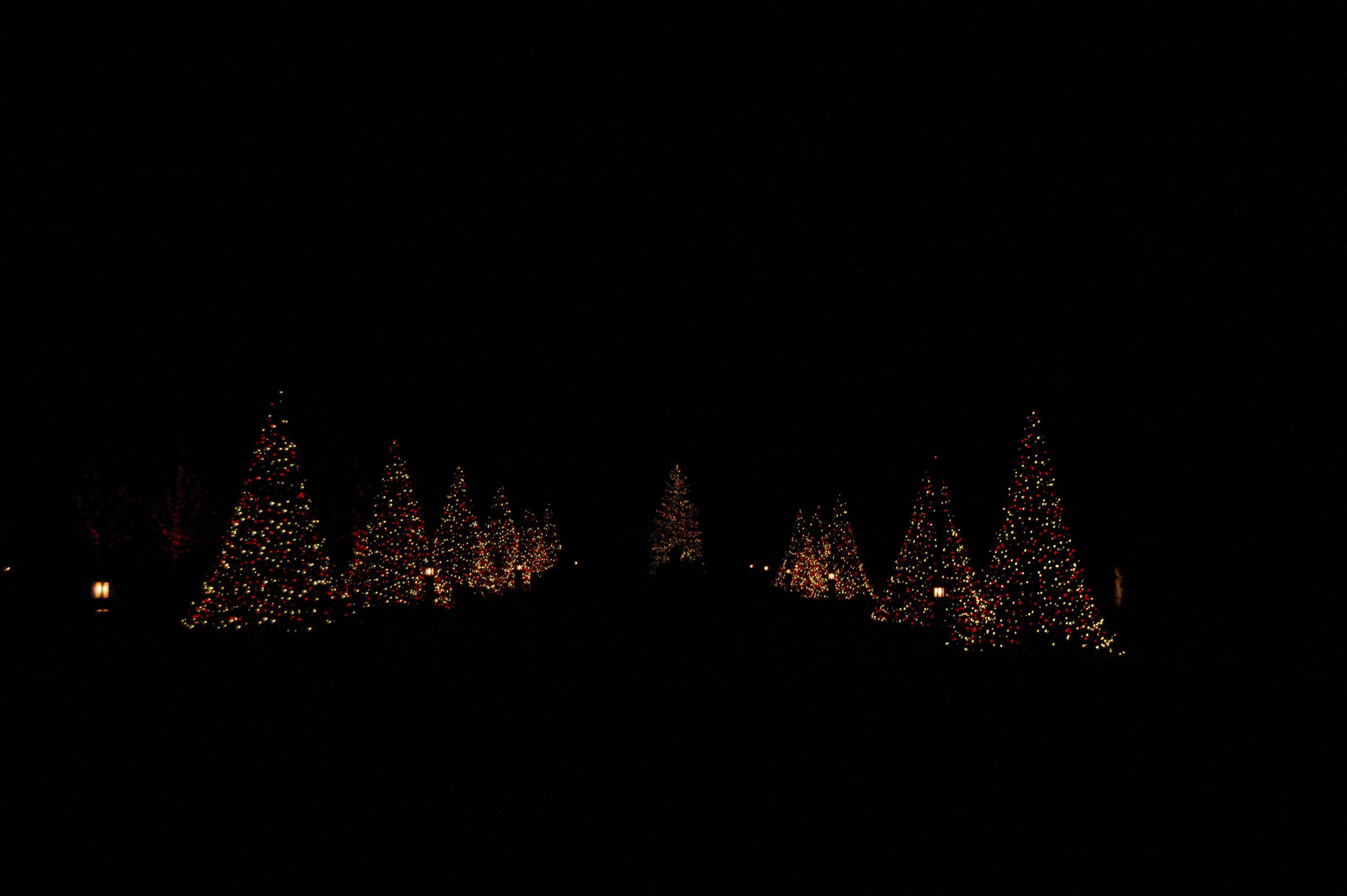 lighted trees on a path